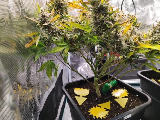 Epic Buzz Auto & Cinderella Auto. Week 11 - Epic Buzz Auto
Day 73