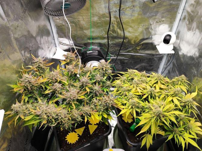 Epic Buzz Auto & Cinderella Auto. Week 11 - l: Epic Buzz Auto
r: Cinderella Auto
Day 73