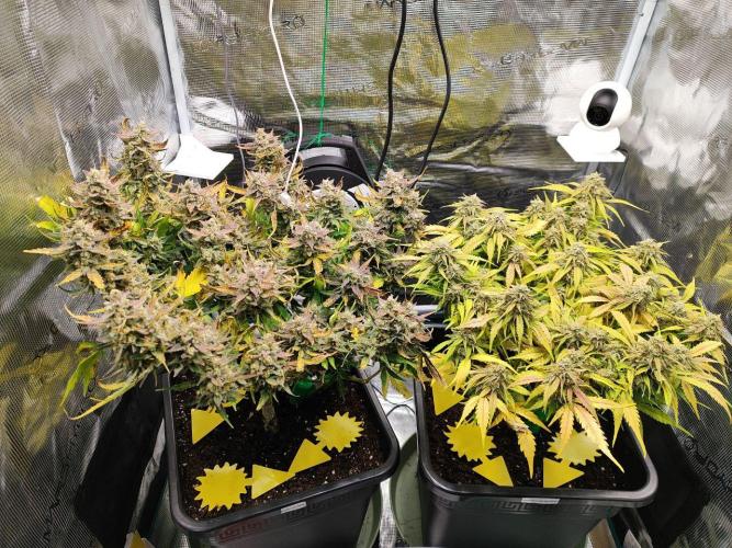 Epic Buzz Auto & Cinderella Auto. Week 11 - l: Epic Buzz Auto
r: Cinderella Auto
Day 75