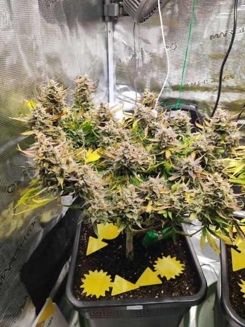 Epic Buzz Auto & Cinderella Auto. Week 11 - Epic Buzz Auto
Day 75