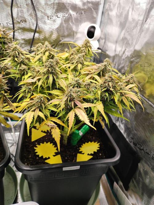 Epic Buzz Auto & Cinderella Auto. Week 11 - Cinderella Auto
Day 75