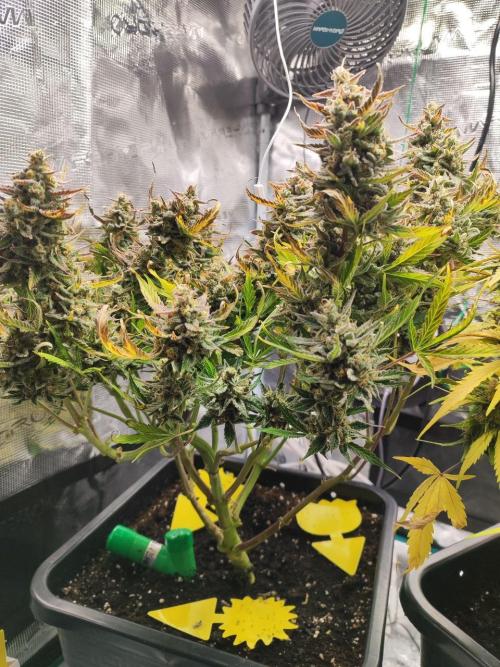 Epic Buzz Auto & Cinderella Auto. Week 11 - Epic Buzz Auto
Day 77