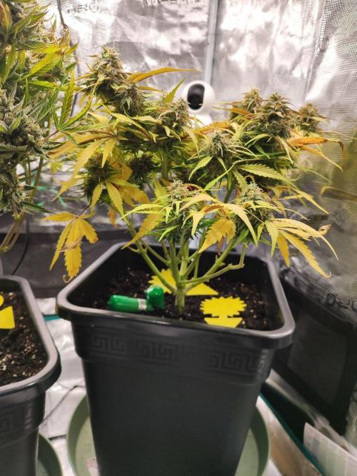 Epic Buzz Auto & Cinderella Auto. Week 11 - Cinderella Auto
Day 77