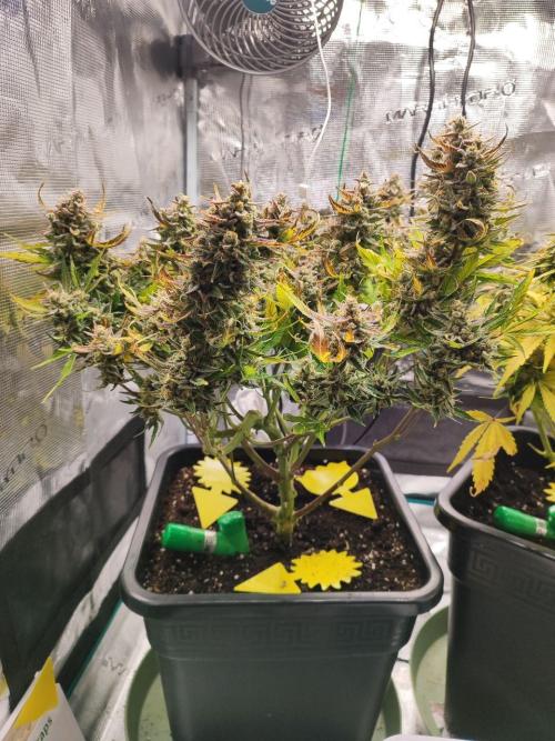 Epic Buzz Auto & Cinderella Auto. Week 11 - Epic Buzz Auto
Day 77