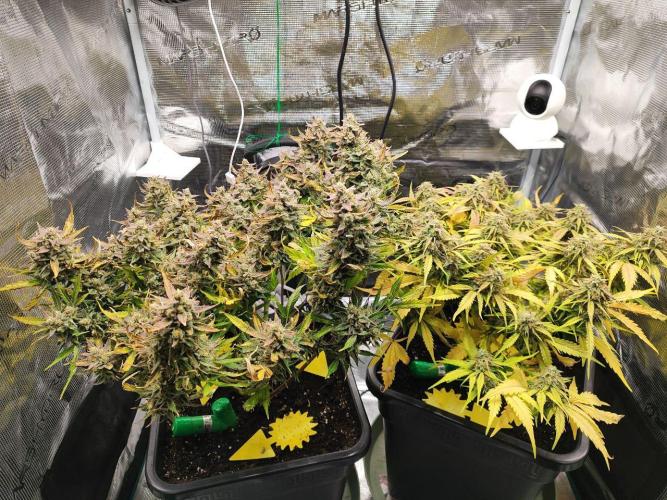 Epic Buzz Auto & Cinderella Auto. Week 11 - l: Epic Buzz Auto
r: Cinderella Auto
Day 77