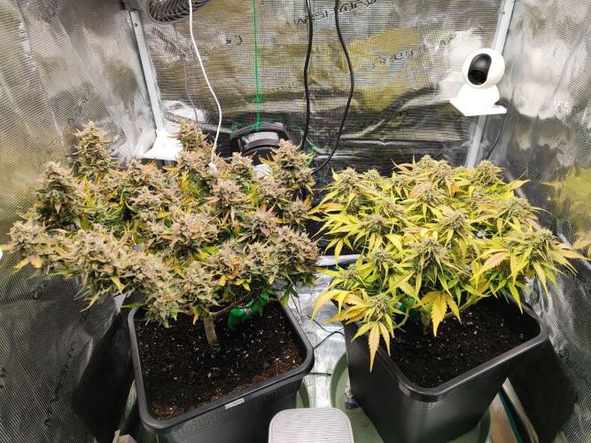 Epic Buzz Auto & Cinderella Auto. Week 12 - l: Epic Buzz Auto
r: Cinderella Auto
Day 79