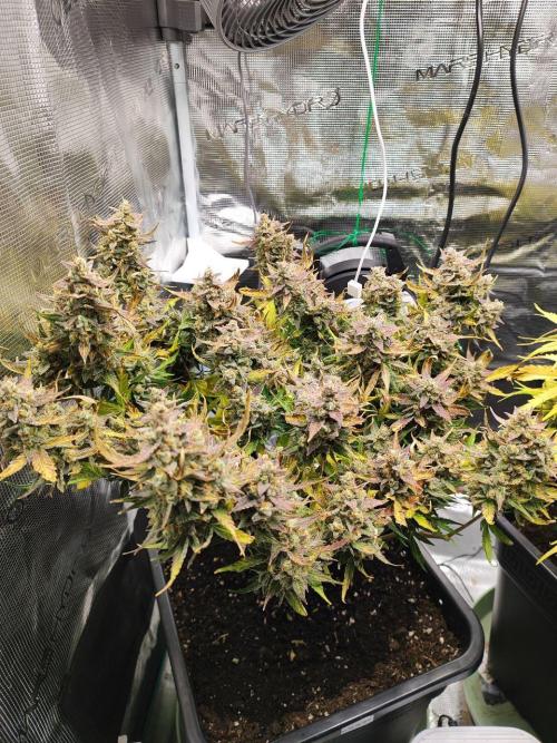 Epic Buzz Auto & Cinderella Auto. Week 12 - Epic Buzz Auto
Day 79