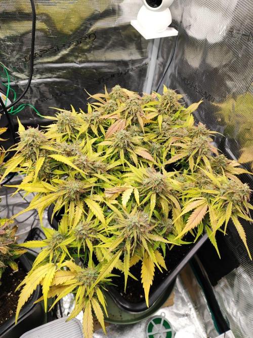 Epic Buzz Auto & Cinderella Auto. Week 12 - Cinderella Auto
Day 79