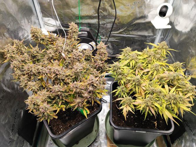 Epic Buzz Auto & Cinderella Auto. Week 12 - l: Epic Buzz Auto
r: Cinderella Auto
Day 83