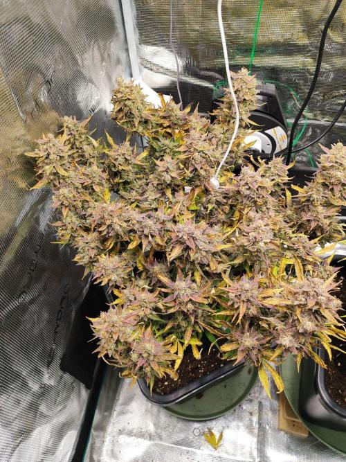 Epic Buzz Auto & Cinderella Auto. Week 12 - Epic Buzz Auto
Day 83