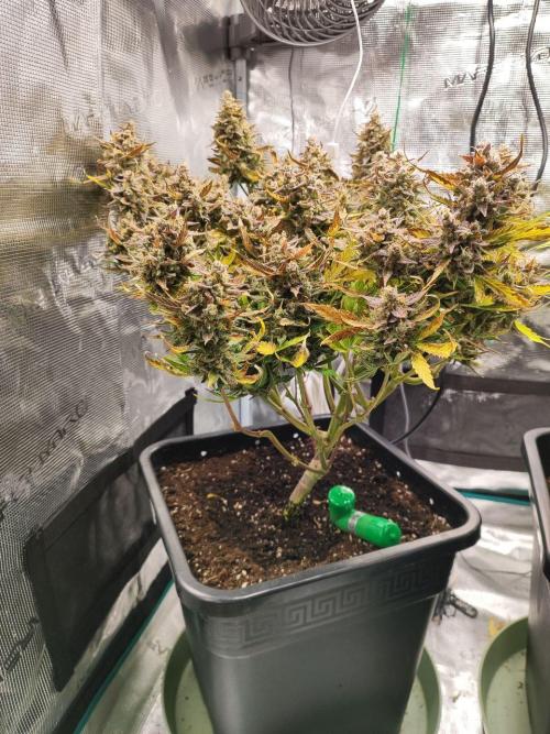 Epic Buzz Auto & Cinderella Auto. Week 12 - Epic Buzz Auto
Day 83