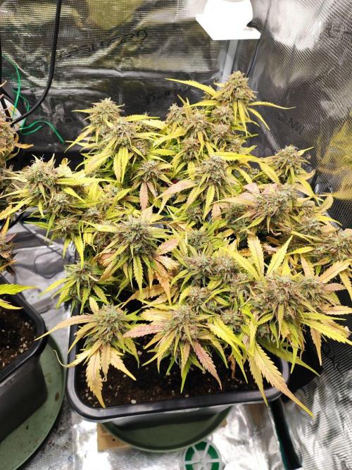 Epic Buzz Auto & Cinderella Auto. Week 12 - Cinderella Auto
Day 83