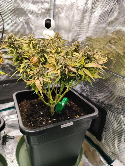 Epic Buzz Auto & Cinderella Auto. Week 12 - Cinderella Auto
Day 83