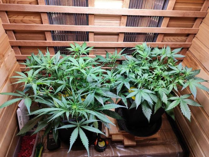 Blue Dream Auto+Frozen Black Cherry Auto. Week 7 - l: Frozen Black Cherry Auto
r: Blue Dream Auto
Day 43