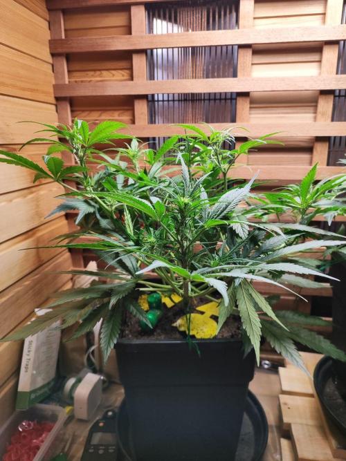 Blue Dream Auto+Frozen Black Cherry Auto. Week 7 - Frozen Black Cherry Auto
Day 43