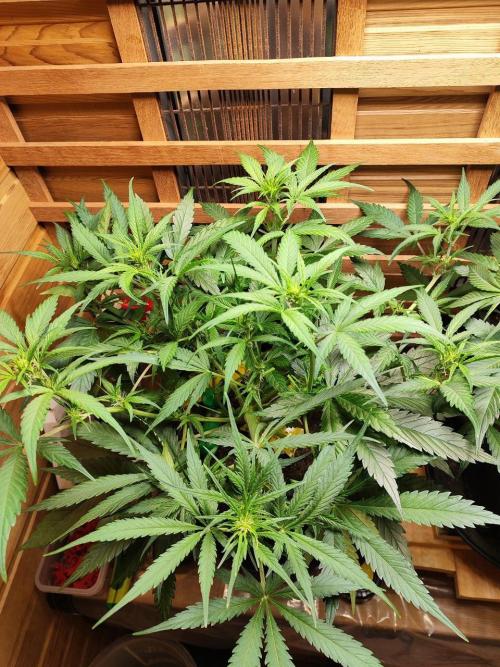 Blue Dream Auto+Frozen Black Cherry Auto. Week 7 - Frozen Black Cherry Auto
Day 43