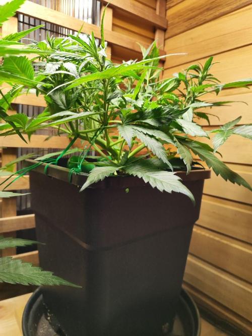 Blue Dream Auto+Frozen Black Cherry Auto. Week 7 - Blue Dream Auto
Day 43