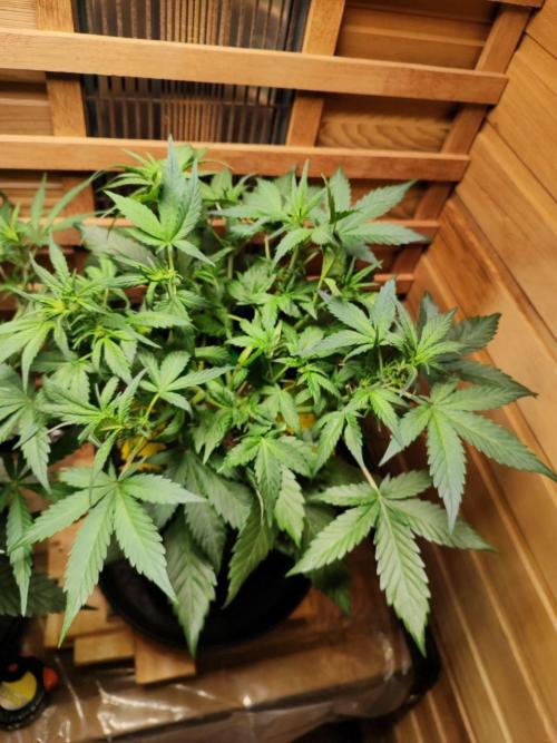 Blue Dream Auto+Frozen Black Cherry Auto. Week 7 - Blue Dream Auto
Day 43