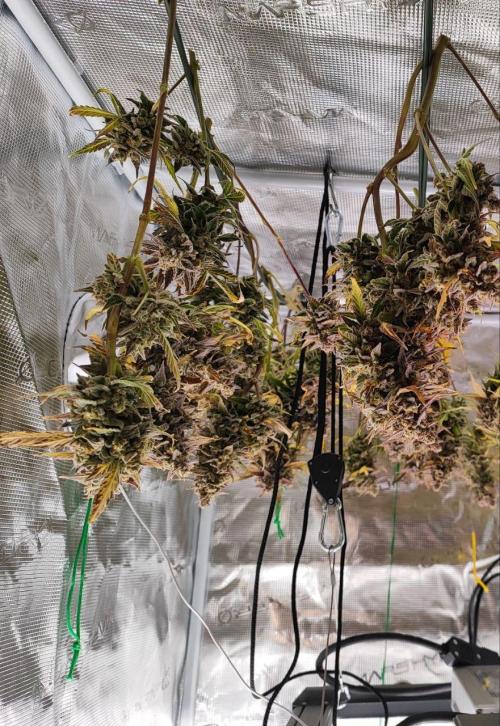 Epic Buzz Auto & Cinderella Auto. Week 13 - Epic Buzz Auto
Harvested on day 85 after seed drop