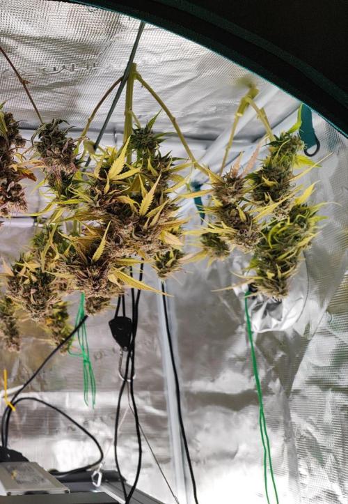 Epic Buzz Auto & Cinderella Auto. Week 13 - Original Cinderella Auto
Harvested on day 85 after seed drop