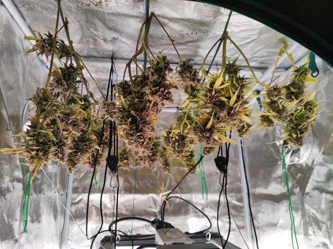 Epic Buzz Auto & Cinderella Auto. Week 13 - l: Epic Buzz Auto
r: Cinderella Auto
Harvested on day 85 after seed drop