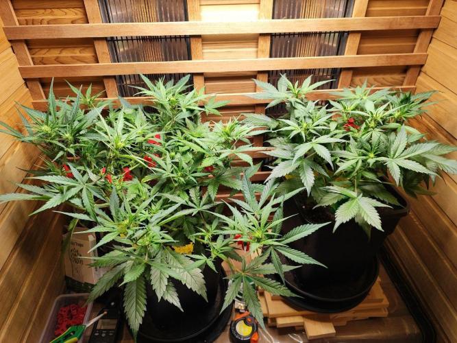 Blue Dream Auto+Frozen Black Cherry Auto. Week 7 - l: Frozen Black Cherry Auto
r: Blue Dream Auto
Day 45