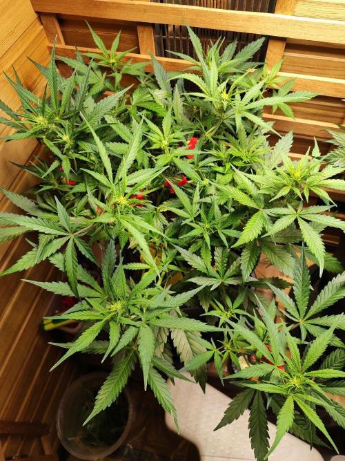 Blue Dream Auto+Frozen Black Cherry Auto. Week 7 - Frozen Black Cherry Auto
Day 45