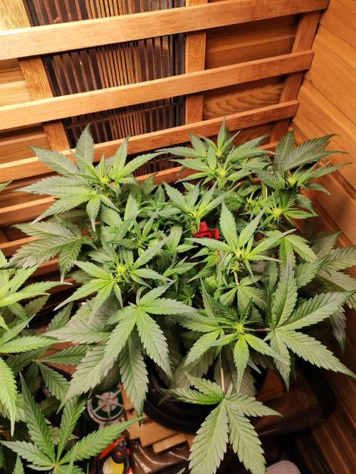 Blue Dream Auto+Frozen Black Cherry Auto. Week 7 - Blue Dream Auto
Day 45