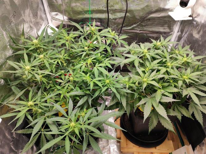 Blue Dream Auto+Frozen Black Cherry Auto. Week 8 - l: Frozen Black Cherry Auto
r: Blue Dream Auto
Day 50