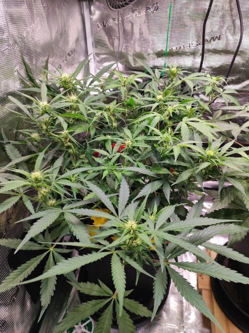 Blue Dream Auto+Frozen Black Cherry Auto. Week 8 - Frozen Black Cherry Auto
Day 50