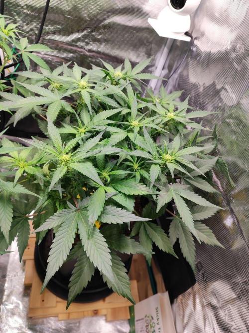 Blue Dream Auto+Frozen Black Cherry Auto. Week 8 - Blue Dream Auto
Day 50