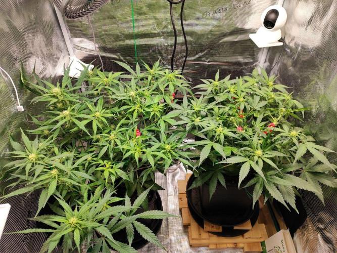 Blue Dream Auto+Frozen Black Cherry Auto. Week 8 - l: Frozen Black Cherry Auto
r: Blue Dream Auto
Day 52