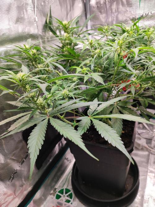 Blue Dream Auto+Frozen Black Cherry Auto. Week 8 - Frozen Black Cherry Auto
Day 52