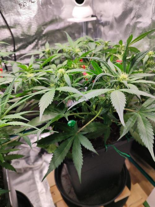 Blue Dream Auto+Frozen Black Cherry Auto. Week 8 - Blue Dream Auto
Day 52