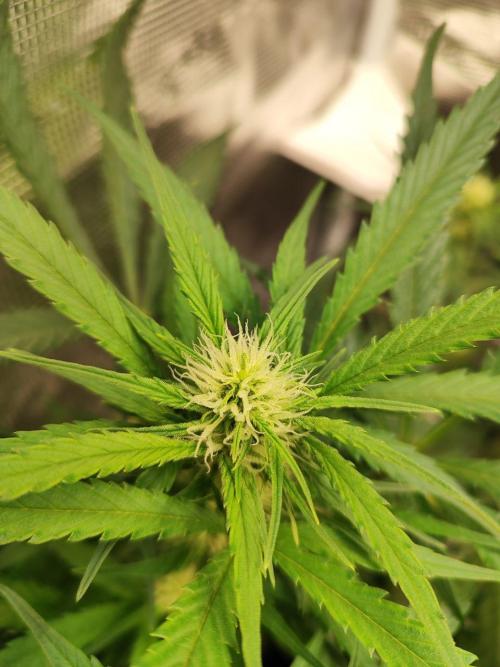 Blue Dream Auto+Frozen Black Cherry Auto. Week 8 - Frozen Black Cherry Auto
Day 52