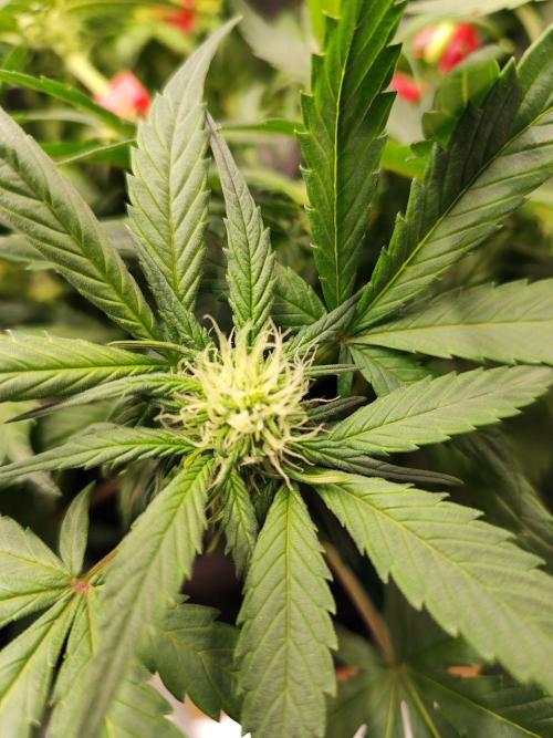 Blue Dream Auto+Frozen Black Cherry Auto. Week 8 - Blue Dream Auto
Day 52