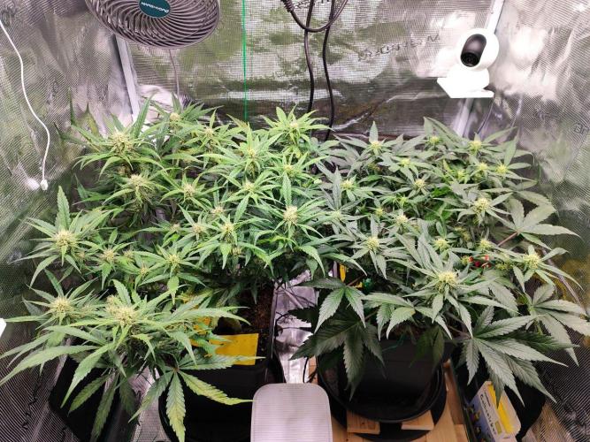 Blue Dream Auto+Frozen Black Cherry Auto. Week 9 - l: Frozen Black Cherry Auto
r: Blue Dream Auto
Day 58