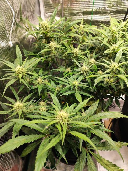 Blue Dream Auto+Frozen Black Cherry Auto. Week 9 - Frozen Black Cherry Auto
Day 58