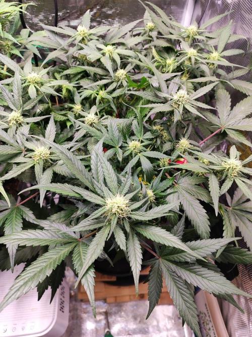 Blue Dream Auto+Frozen Black Cherry Auto. Week 9 - Blue Dream Auto
Day 58