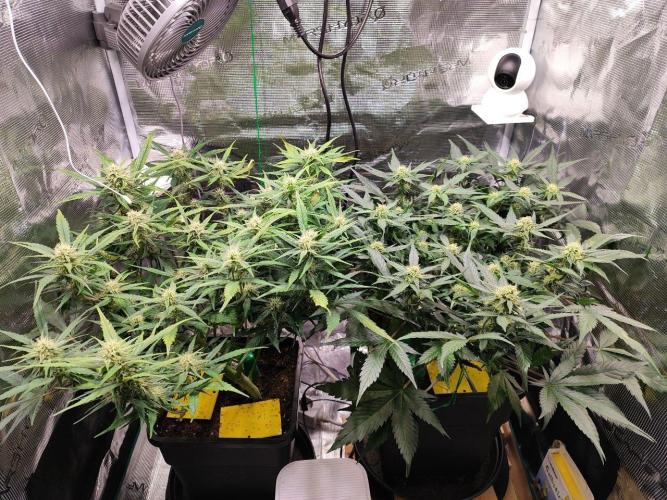 Blue Dream Auto+Frozen Black Cherry Auto. Week 9 - l: Frozen Black Cherry Auto
r: Blue Dream Auto
Day 60