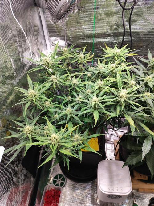 Blue Dream Auto+Frozen Black Cherry Auto. Week 9 - Frozen Black Cherry Auto
Day 60