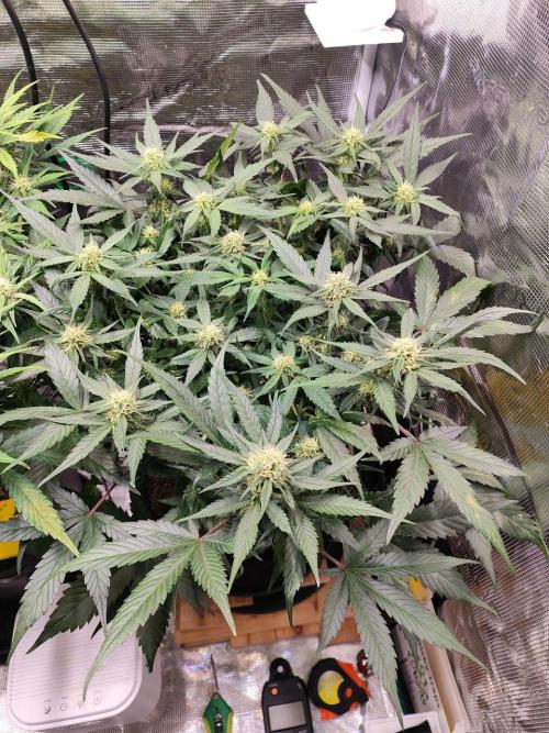 Blue Dream Auto+Frozen Black Cherry Auto. Week 9 - Blue Dream Auto
Day 60