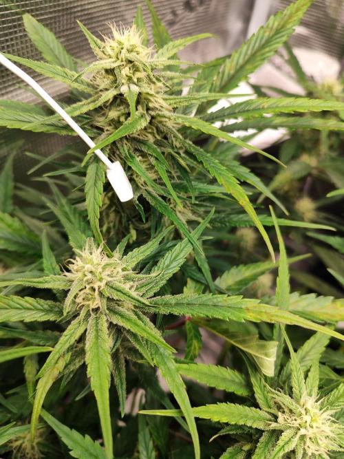 Blue Dream Auto+Frozen Black Cherry Auto. Week 9 - Frozen Black Cherry Auto
Day 60