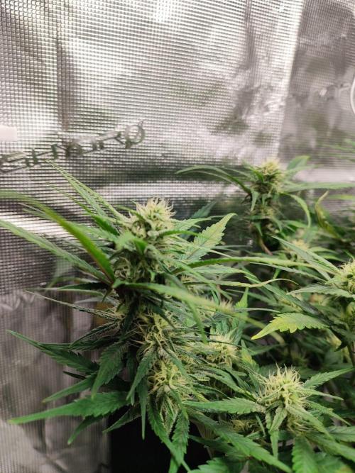 Blue Dream Auto+Frozen Black Cherry Auto. Week 9 - Frozen Black Cherry Auto
Day 60