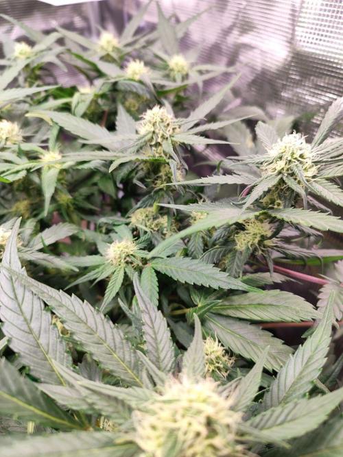 Blue Dream Auto+Frozen Black Cherry Auto. Week 9 - Blue Dream Auto
Day 60