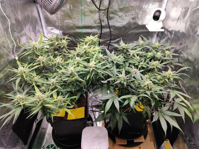 Blue Dream Auto+Frozen Black Cherry Auto. Week 10 - l: Frozen Black Cherry Auto
r: Blue Dream Auto
Day 64