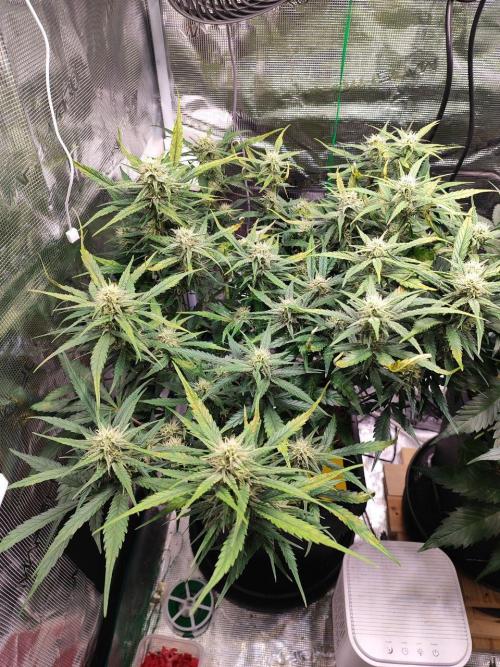 Blue Dream Auto+Frozen Black Cherry Auto. Week 10 - Frozen Black Cherry Auto
Day 64