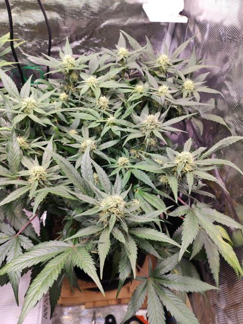 Blue Dream Auto+Frozen Black Cherry Auto. Week 10 - Blue Dream Auto
Day 64