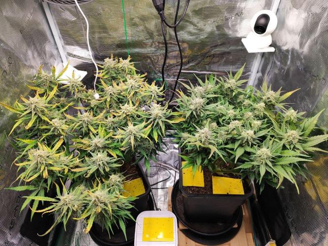 Blue Dream Auto+Frozen Black Cherry Auto. Week 11 - l: Frozen Black Cherry Auto
r: Blue Dream Auto
Day 75