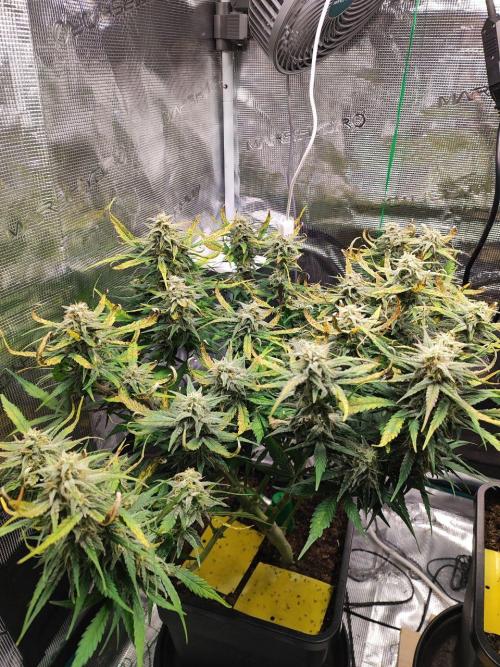 Blue Dream Auto+Frozen Black Cherry Auto. Week 11 - Frozen Black Cherry Auto
Day 75